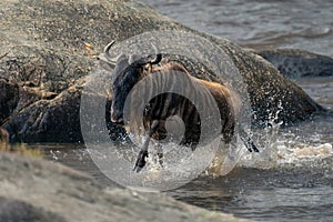 Blue wildebeest escapes Nile crocodile in river