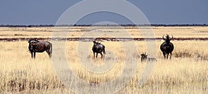 Blue wildebeest in Etosha National Park, Namibia