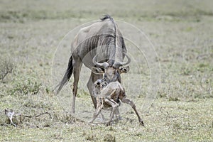 Blue Wildebeest female giving birth