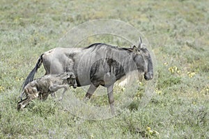 Blue Wildebeest female with her new born calf