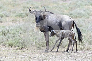 Blue Wildebeest female with her new born calf