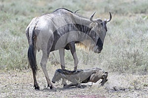 Blue Wildebeest female with her new born calf