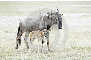 Blue Wildebeest female with newborn calf