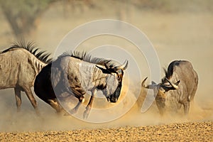 Blue wildebeest fighting