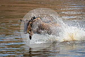 Blue wildebeest gallops across river creating spray