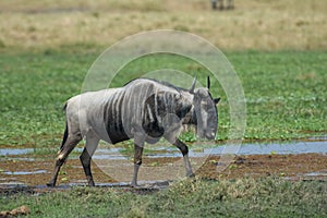 Blue Wildebeest, Gnoe, Connochaetes taurinus