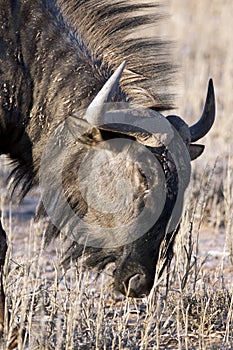 Blue wildebeest or gnu