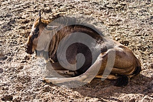 Blue Wildebeest or Gnu