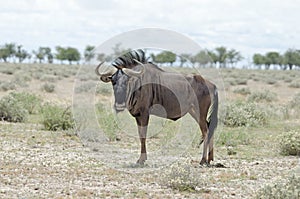 Blue wildebeest gnu in Etosha, trees on horizon