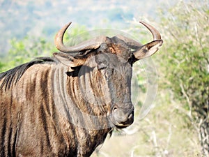 Blue wildebeest gnu at Kruger National Park