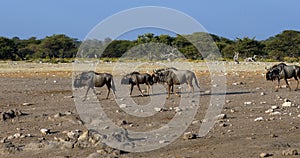 Blue Wildebeest Gnu in Namibia Africa wildlife safari