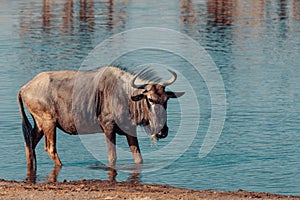 Blue Wildebeest Gnu, Namibia Africa wildlife safari