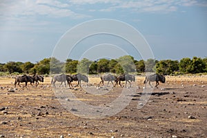 Blue Wildebeest Gnu, Namibia Africa wildlife safari