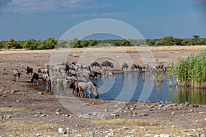 Blue Wildebeest Gnu, Namibia Africa wildlife safari