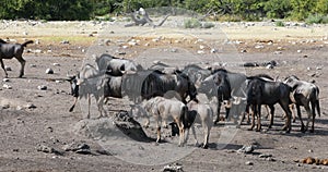 Blue Wildebeest Gnu, Namibia Africa wildlife safari