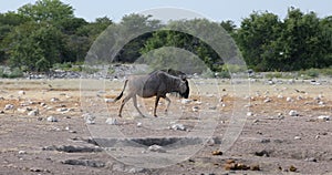 Blue Wildebeest Gnu, Namibia Africa wildlife safari