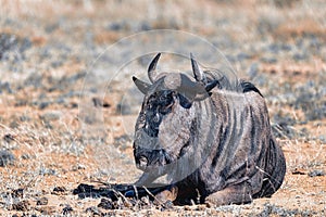 Blue Wildebeest Gnu, Pilanesberg Africa wildlife safari