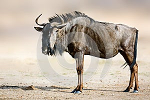 Blue wildebeest, gnu, side portrait standing in the warm soft morning light.