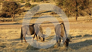 Blue wildebeest grazing - Kalahari desert