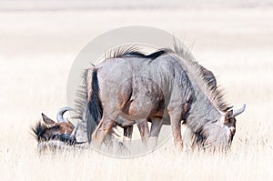 Blue wildebeest grazing and lying in grass