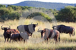 Blue Wildebeest Herd