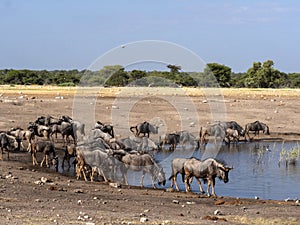 Blue Wildebeest herd, Connochaetes taurinus, near waterhole, Etosha National Park, Namibia