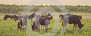 Blue Wildebeest herd grazing