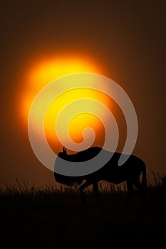 Blue wildebeest on horizon passes misty sunset