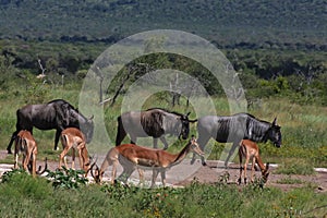 Blue Wildebeest and Impalas