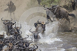 Blue wildebeest  jumping in the Mara river