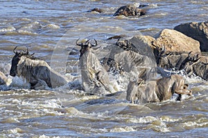 Blue wildebeest  jumping in the Mara river