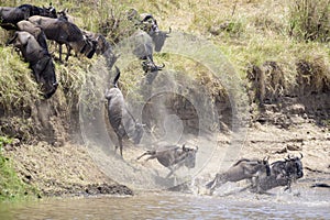 Blue wildebeest  jumping in the Mara river