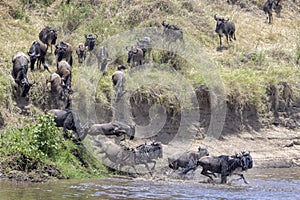 Blue wildebeest jumping in the Mara river