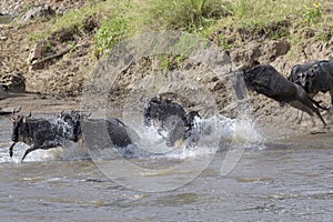 Blue wildebeest  jumping in the Mara river