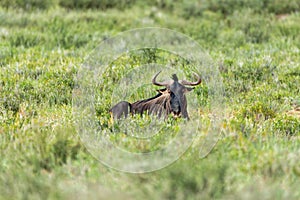 Blue Wildebeest in Kalahari, South Africa