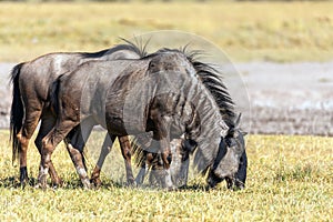 Blue Wildebeest in Kalahari, South Africa
