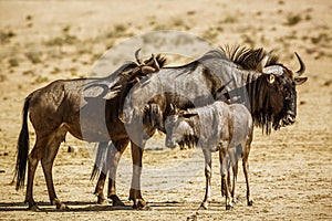 Blue wildebeest in Kgalagadi transfrontier park, South Africa