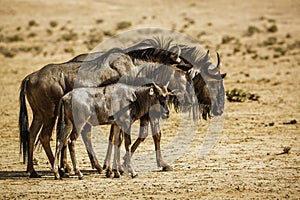 Blue wildebeest in Kgalagadi transfrontier park, South Africa