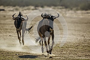 Blue wildebeest in Kgalagadi transfrontier park, South Africa