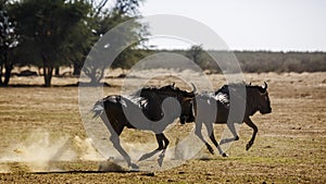 Blue wildebeest in Kgalagadi transfrontier park, South Africa