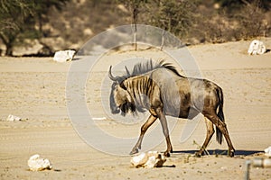 Blue wildebeest in Kgalagadi transfrontier park, South Africa