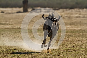 Blue wildebeest in Kgalagadi transfrontier park, South Africa