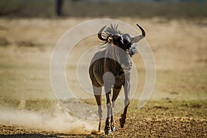 Blue wildebeest in Kgalagadi transfrontier park, South Africa