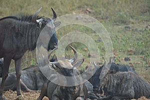 Blue wildebeest in Kruger National Park