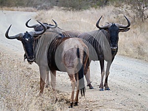 Blue wildebeest in Kruger National Park