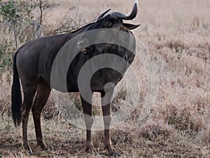 Blue wildebeest in Kruger National Park