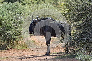Blue wildebeest in Kruger National Park photo