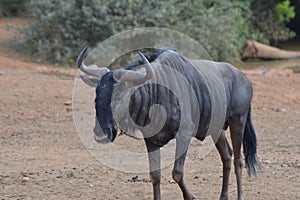 Blue wildebeest in Kruger National Park photo