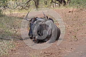 Blue Wildebeest in Kruger National Park, South Africa