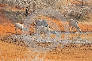 Blue Wildebeest and kudu